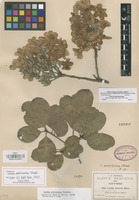 Isotype of Cordia morelosana Standl. [family BORAGINACEAE]