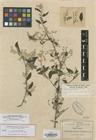 Paratype of Iresine discolor Greenm. [family AMARANTHACEAE]