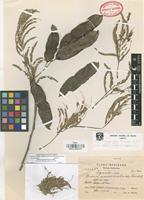 Isotype of Acacia usumacintensis Lundell [family LEGUMINOSAE]
