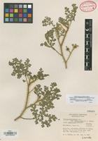 Isotype of Solanum heterodoxum Dunal var. setigeroides Whalen [family SOLANACEAE]