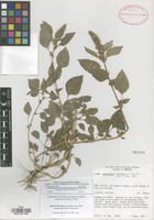 Holotype of Amaranthus neei Pratt, Sánchez-del Pino, & Flores Olv. [family AMARANTHACEAE]