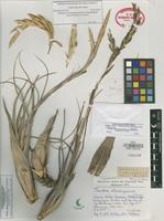 Holotype of Tillandsia atenangoensis Ehlers & R. Wülfinghoff [family BROMELIACEAE]