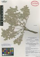 Holotype of Tidestromia valdesiana Sánchez-del Pino & Flores Olvera [family AMARANTHACEAE]
