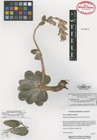 Holotype of Echeveria cuicatecana J. Reyes, Joel Pérez & Brachet [family CRASSULACEAE]