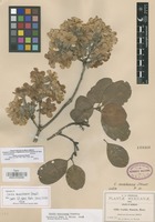 Isotype of Cordia morelosana Standl. [family BORAGINACEAE]