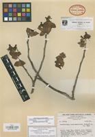 Isotype of Pedilanthus coalcomanensis Croizat [family EUPHORBIACEAE]