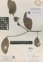Isotype of Banisteriopsis acapulcensis (Rose) Small var. llanensis B. Gates [family MALPIGHIACEAE]