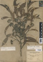 Type of Sacoglottis uchi Huber [family HUMIRIACEAE]