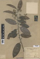 Type of Caraipa punctulata Ducke [family GUTTIFERAE]