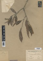 Type of Caraipa excelsa Ducke [family GUTTIFERAE]