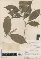 Isotype of Hirtella couepiiflora Prance [family CHRYSOBALANACEAE]