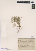 Type of Parapiqueria cavalcantei R.M.King & H.Rob. [family COMPOSITAE]