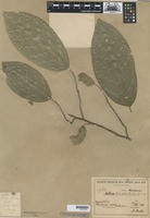 Type of Quararibea duckei Huber [family BOMBACACEAE]