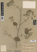 Type of Humirianthera duckei Huber [family ICACINACEAE]