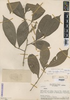 Type of Hirtella couepiiflora Prance [family CHRYSOBALANACEAE]