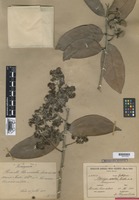 Type of Caraipa excelsa Ducke [family GUTTIFERAE]
