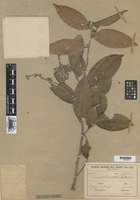 Type of Caraipa excelsa Ducke [family GUTTIFERAE]