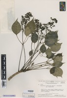 Type of Schefflera tremuloidea Maguire, Steyerm. & Frodin var. tremuloidea Maguire, Steyerm. & Frodin [family ARALIACEAE]