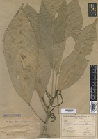 Type of Acalypha juruana Ule [family EUPHORBIACEAE]