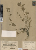Type of Alternanthera reineckii Briq. [family AMARANTHACEAE]
