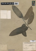 Type of Caraipa punctulata Ducke [family GUTTIFERAE]