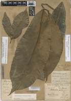 Type of Philodendron goeldii G.M. Barroso [family ARACEAE]