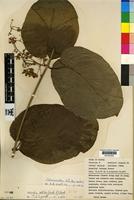 Type? of Mondia whitei (Hook.f.) Skeets [family ASCLEPIADACEAE]