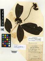 Type of Pavetta insignis Bremek. [family RUBIACEAE]