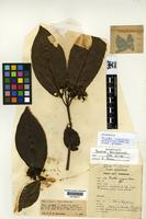 Type of Pavetta insignis Bremek. [family RUBIACEAE]