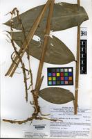 Type of Aframomum uniflorum Lock & Poulsen A.D. [family ZINGIBERACEAE]