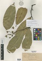 Isotype of Thea reticulata Elmer [family THEACEAE]