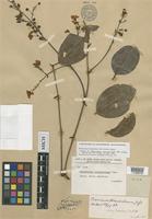 Isotype of Banisteria blanchetiana A.Juss. [family MALPIGHIACEAE]