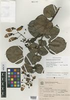 Isotype of Banisteriopsis amplectens B.Gates [family MALPIGHIACEAE]