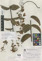 Isotype of Banisteriopsis hatschbachii B.Gates [family MALPIGHIACEAE]