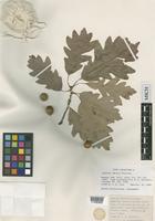 Isolectotype of Quercus ×deamii Trel. [family FAGACEAE]