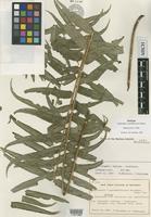 Isotype of Nephrolepis ×pseudobiserrata Miyam. [family NEPHROLEPIDACEAE]
