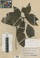 Isotype of Alseis latifolia Gleason [family RUBIACEAE]