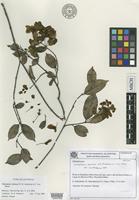 Isotype of Diplopterys bahiana W.R.Anderson & C.Davis [family MALPIGHIACEAE]