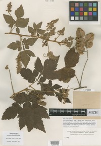 Isosyntype of Serjania columbiana Radlk. [family SAPINDACEAE]
