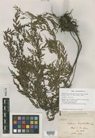 Isotype of Asplenium pseudolaserpitiifolium Ching [family ASPLENIACEAE]