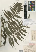 Isotype of Diplazium taiwanense Tagawa [family ATHYRIACEAE]