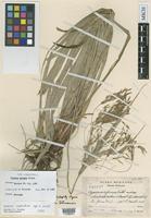 Holotype of Cyperus matudae G.C.Tucker [family CYPERACEAE]