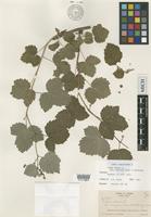 Isotype of Rubus idaeus L. var. eucyclus Fernald & Weath. [family ROSACEAE]