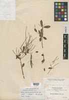 Isotype of Peperomia nudicaulis C.DC. [family PIPERACEAE]
