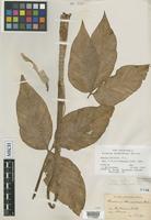 Isotype of Arisaema stewardsonii Britton [family ARACEAE]