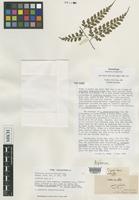 Isotype of Asplenium laserpitiifolium Lam. [family ASPLENIACEAE]