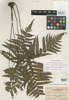 Isotype of Dryopteris castanea Tagawa [family DRYOPTERIDACEAE]