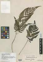 Isotype of Dryopteris polita Rosenst. [family DRYOPTERIDACEAE]