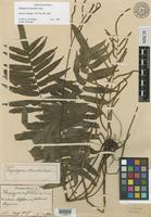 Holotype of Plagiogyria intermedia Copel. [family PLAGIOGYRIACEAE]