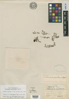 Isotype of Trichomanes gracillimum Copel. [family HYMENOPHYLLACEAE]